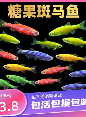 糖果斑马五彩斑马孔雀鱼曼龙鱼帝王灯鱼赏鱼活体练手小型淡水好养