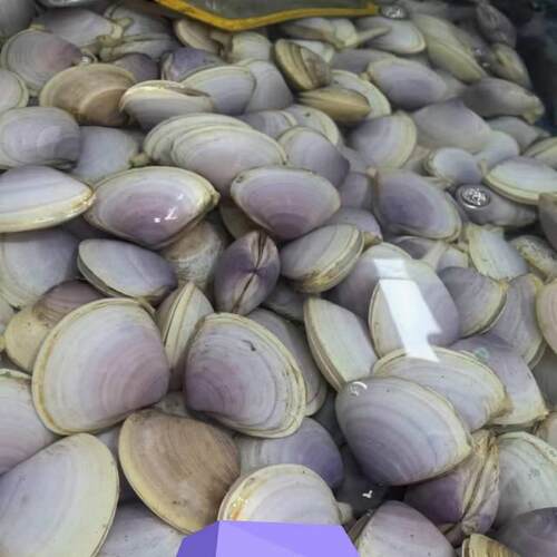 鲜活贵妃贝 500g