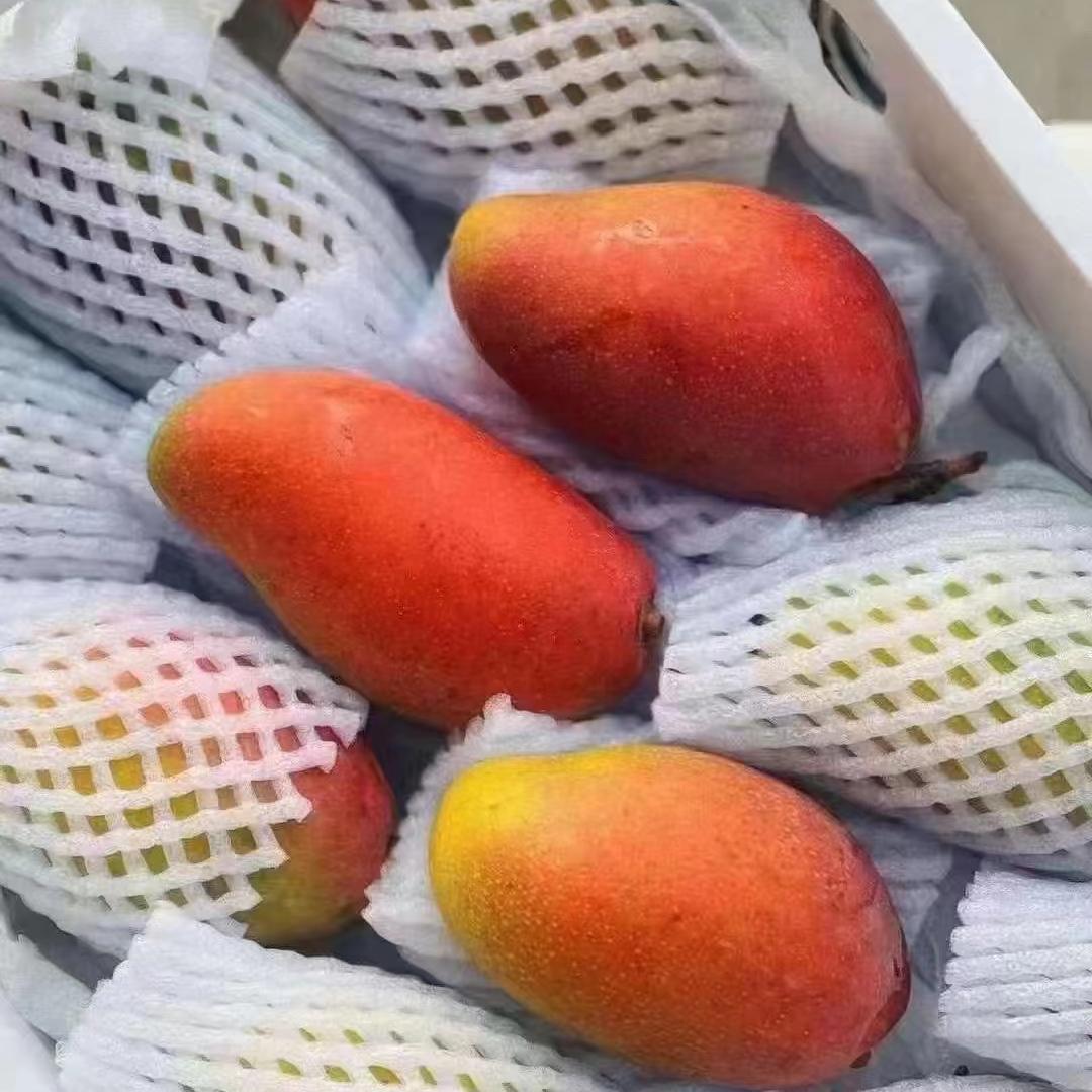 海南树上熟贵妃芒果 3斤/箱
