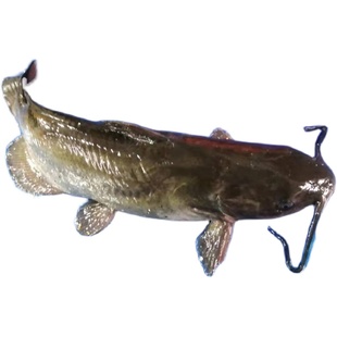 鲜活梭边鱼 鮰鱼钳鱼新鲜海鲜水产品 3斤/条 包收拾