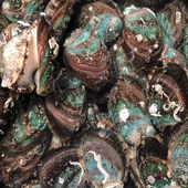 鲜活鲍鱼 只 50g