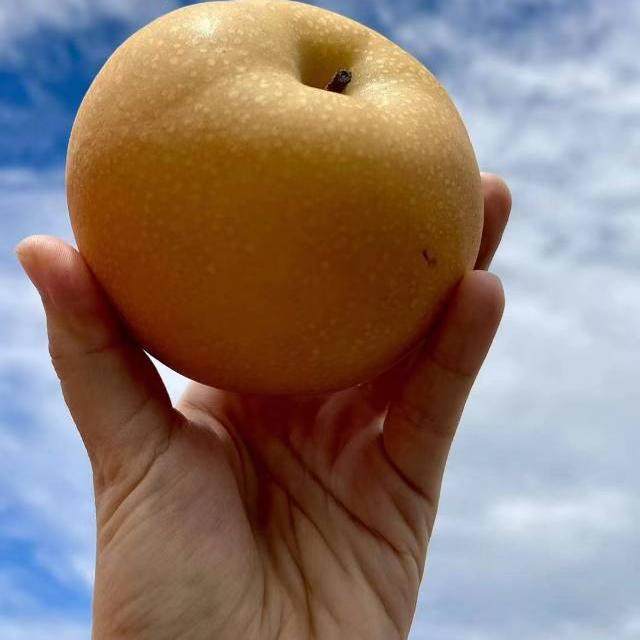 秋月梨 7斤／箱,水产肉类/新鲜蔬果/熟食,梨,淘宝优惠券,粉丝福利购,淘宝优惠卷