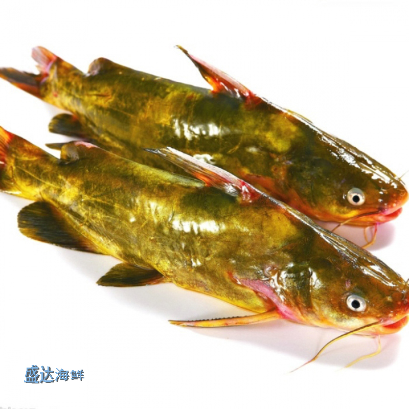 鲜活嘎鱼 黄骨鱼黄辣丁 500g 包收拾