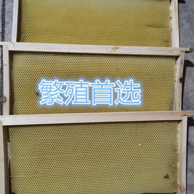 中蜂造好蜂巢老脾,诱蜂水