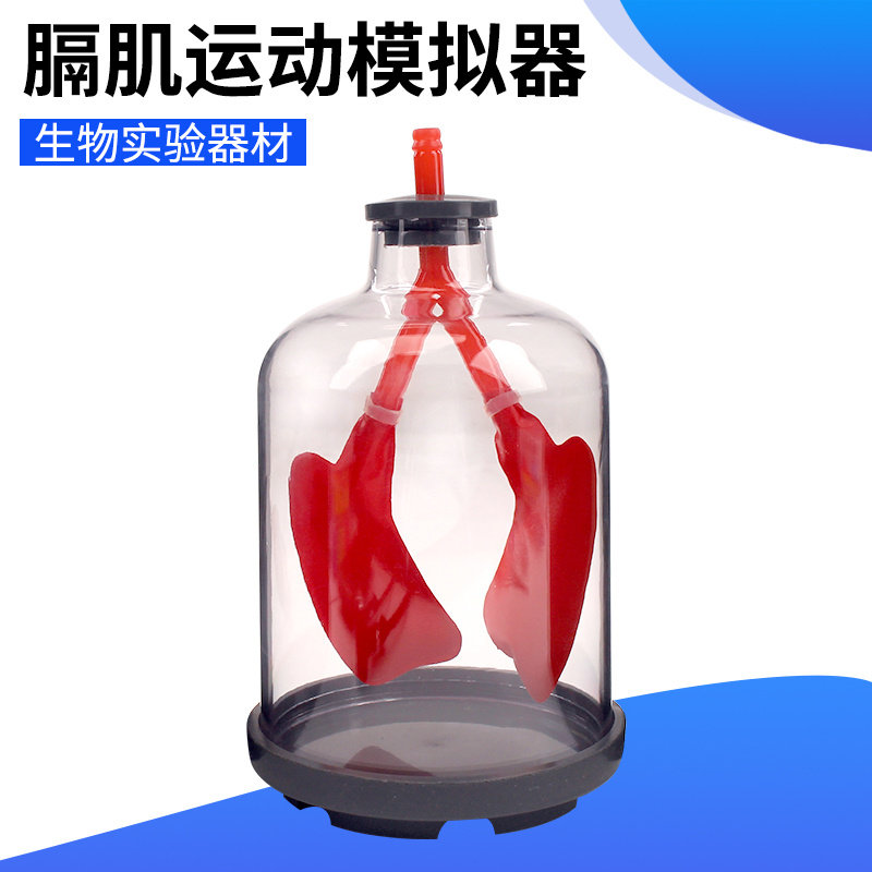 肺呼吸模型膈肌运动模拟演示器人体器官肋间肌舒缩胸腔变化肺部工作