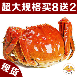 鲜活螃蟹顺丰 包邮 2.5两共10只礼盒装 苏州大闸蟹全母蟹2.2