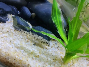 趴地虎沙钻原生小河冷水观赏鱼垃圾清理鱼底层鱼吐沙子鱼棒花鱼