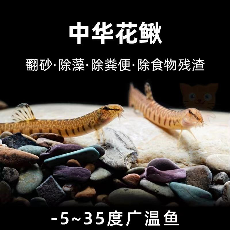 中华沙鳅原生冷水花泥鳅好养耐活底层溪流清道夫鱼鱼缸清理垃圾鱼