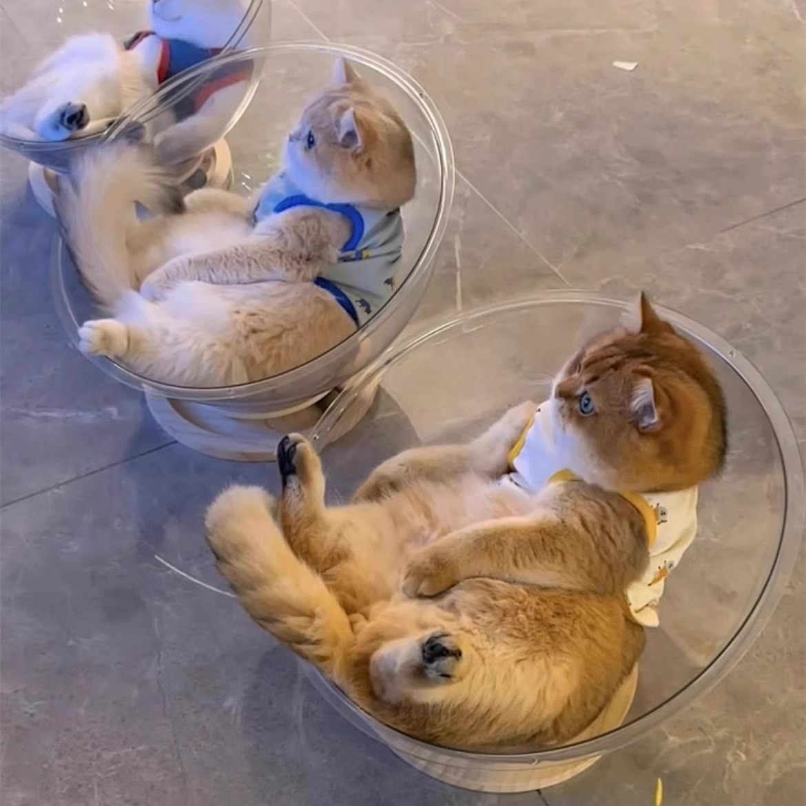 凉感太空舱猫窝四季通用高透