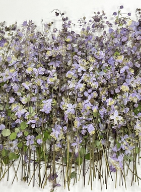 天然唐松草干花压花材料包