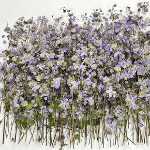 天然唐松草干花压花材料包书签相框植物标本diy押花台灯团扇花材