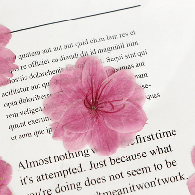 干花压押花真树叶植物标本书签