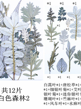 干花干叶片白色混合包森林真树叶材料植物标台灯相框贴画拍摄道具