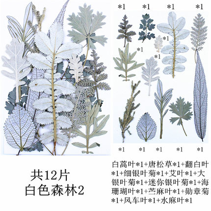 干花干叶片白色混合包森林真树叶材料植物标台灯相框贴画拍摄道具
