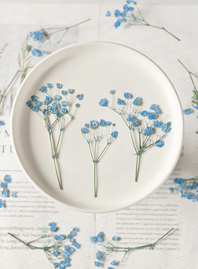 满天星带枝染色压花干花植物标本教学相框书签儿童押花材滴胶手工