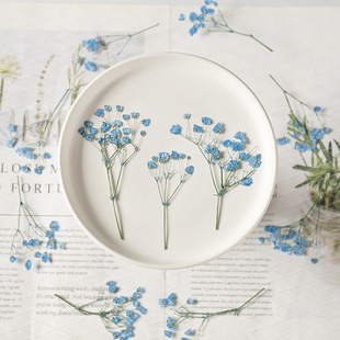 满天星带枝染色压花干花植物标本教学相框书签儿童押花材滴胶手工