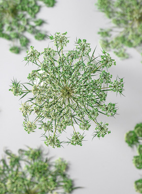 阿米芹干花相框火漆贺卡书签团扇