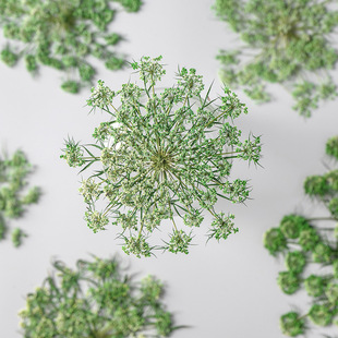 阿米芹 火漆贺卡干花压花相框 手工扇子灯饰滴胶材料押花书签团扇
