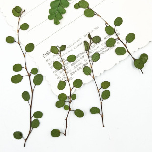 真叶片压花台灯蜡烛植物标本千叶吊兰干花押花书签台灯相框干花