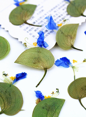 植物标本DIY滴胶树脂相框