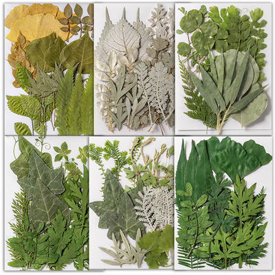 树叶植物标本幼儿园手工贴画干花