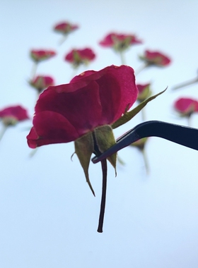小玫瑰手工压花干花植物