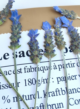 薰衣草然真花花朵压花手工