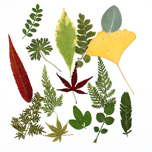 儿童真树叶贴画植物标本秋天15种干叶片合干花压花手机壳书签材料
