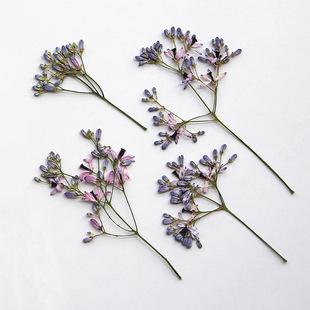苦楝树花枝干花压花植物标手工DIY紫色小花干花材料包相框树叶画