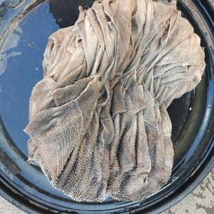 当天新宰牛百叶无泡发百叶无碱良心食品5斤火锅麻辣涮肚源头直供