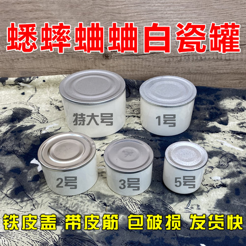 抓捕野生斗蟋蟀白瓷罐蛐蛐陶瓷罐