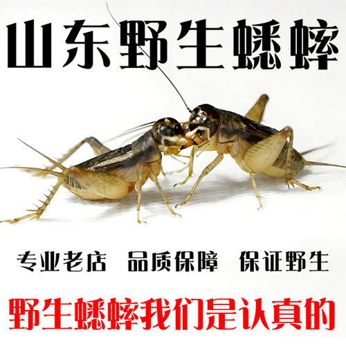 山东野生蟋蟀团队自抓秋虫蛐蛐