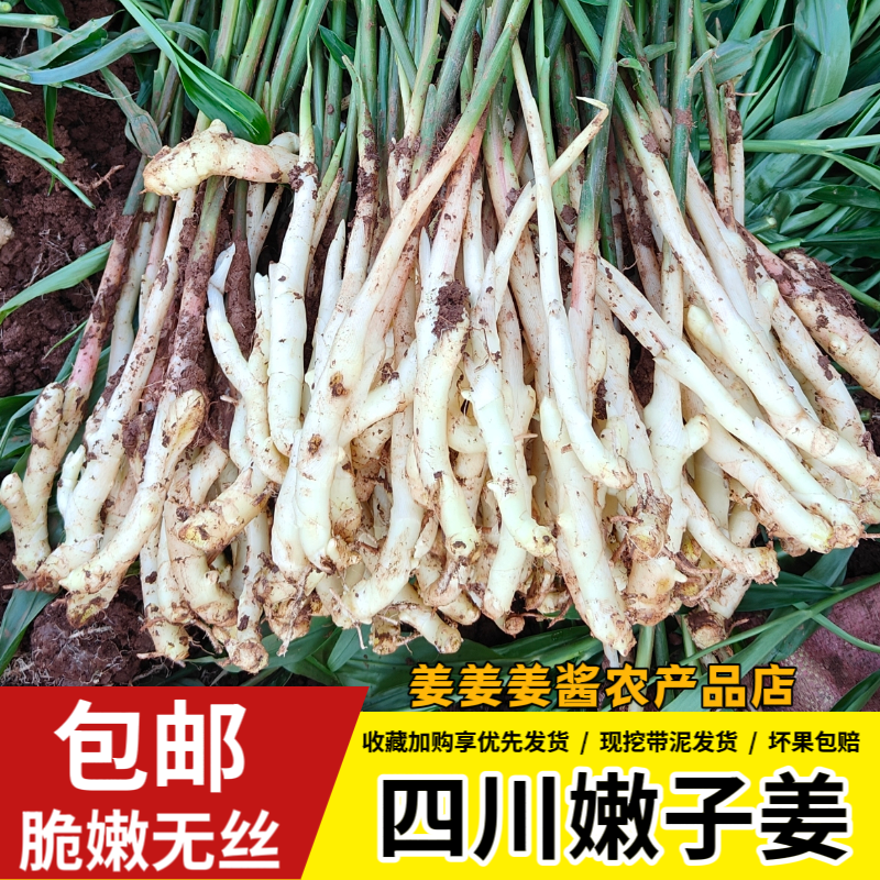 四川嫩姜农家仔姜醋泡姜红芽嫩姜芽现挖鲜嫩姜芽食用生姜口感脆嫩