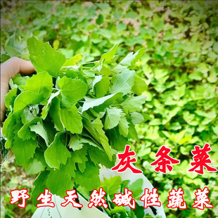 新鲜灰灰菜钙菜现挖现发野菜灰条菜蔬菜灰菜时令野生蔬菜凉拌菜