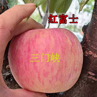 红富士苹果【三门峡】红富士苹果脆产地直发现摘现发水果一整箱