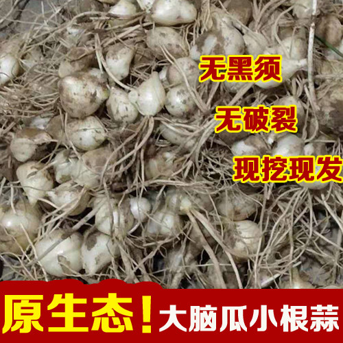东北大脑瓜小根蒜野菜新鲜1斤2斤3斤4斤新鲜野生小根蒜头蒜小野蒜