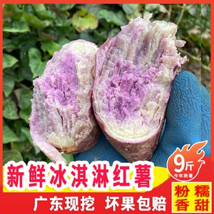 正宗一点红番薯新鲜现挖广东冰淇淋红薯板栗薯农家自种粉糯香甜