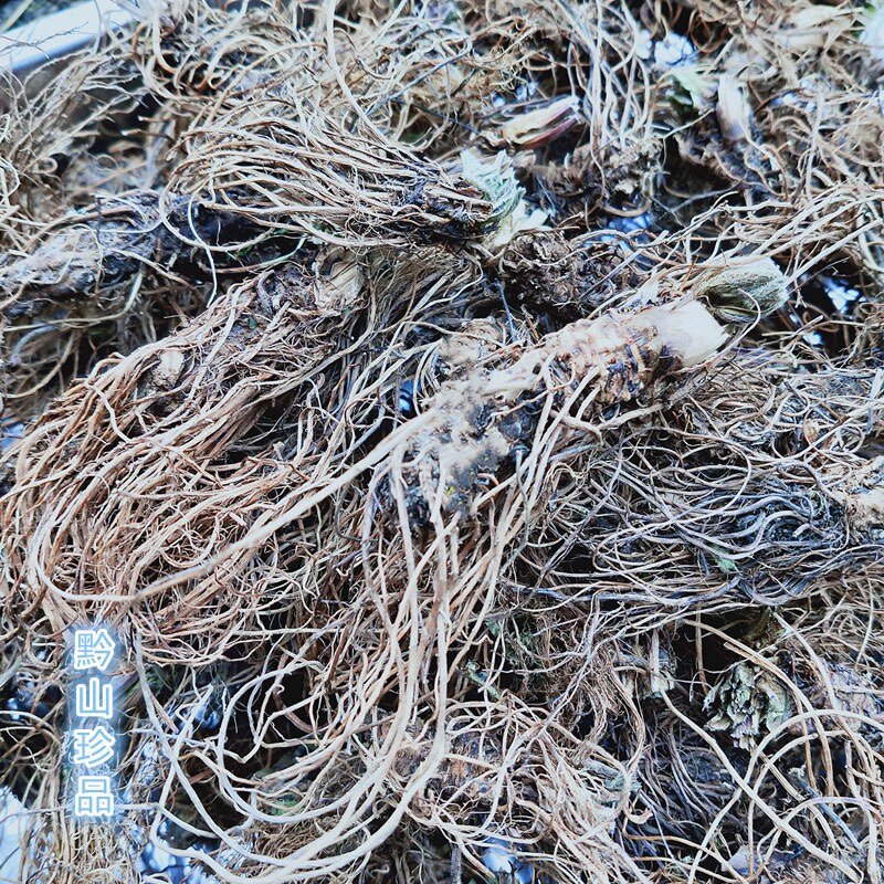 天然蓝布正根头 水杨梅 路边青 兰布阵 南布正蓝不正纯根干货250g