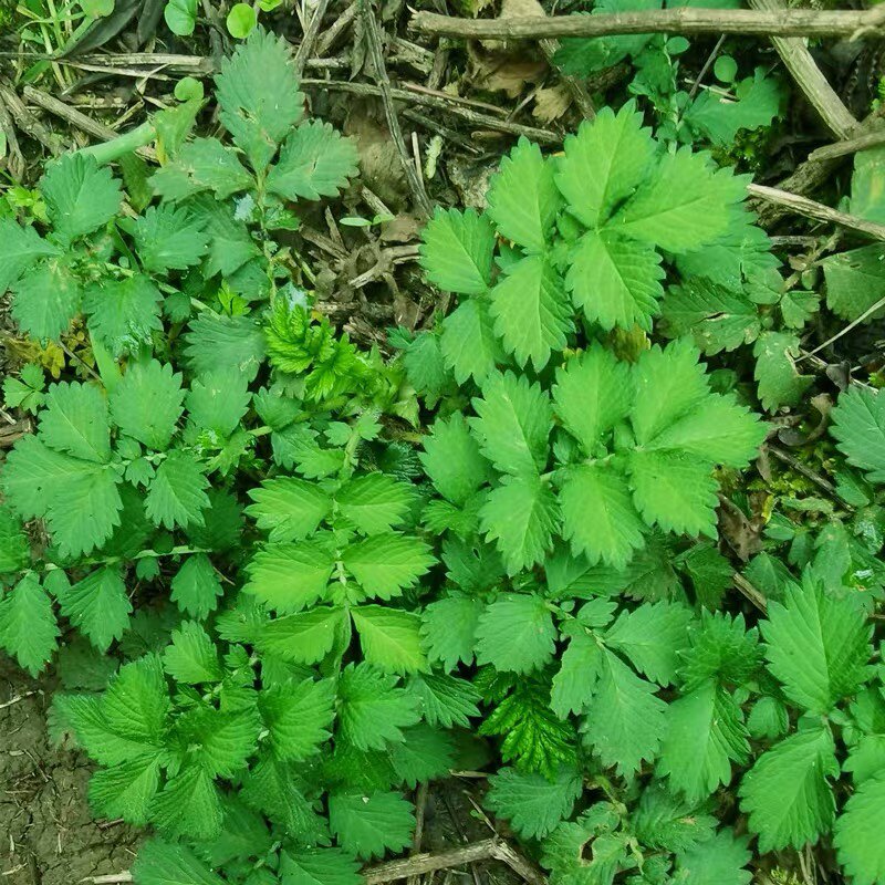 新鲜仙鹤草 脱力草 龙牙草 龙芽草 子母草 狼牙草 带根500g包邮