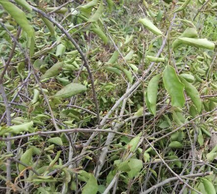 新鲜香樟树寄生 樟木寄生 枝叶500g包邮