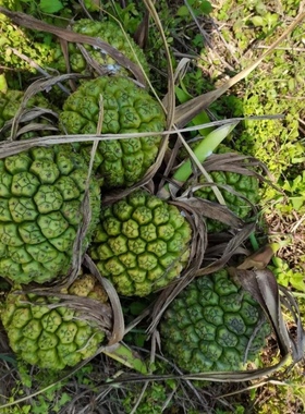 新鲜露兜果 假菠萝 帕梯罗金堆 野山菠萝 勒古果500g包邮