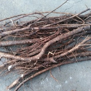 新鲜盐肤木根 五倍子树根 蒲连盐 盐柴根 盐霜柏纯根500g