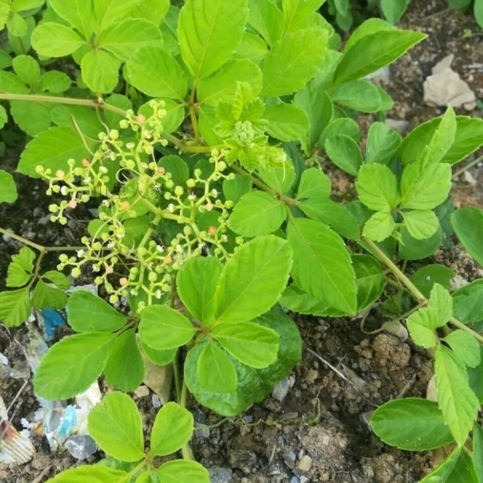 新鲜天然青草乌蔹莓 乌蔹草 五叶藤 五爪龙 母猪藤 藤叶500g包邮