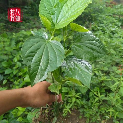 新鲜假蒌 蛤蒌叶 青蒌 假蒟叶蛤蒟荜拨子 马蹄蒌臭蒌山蒌500g