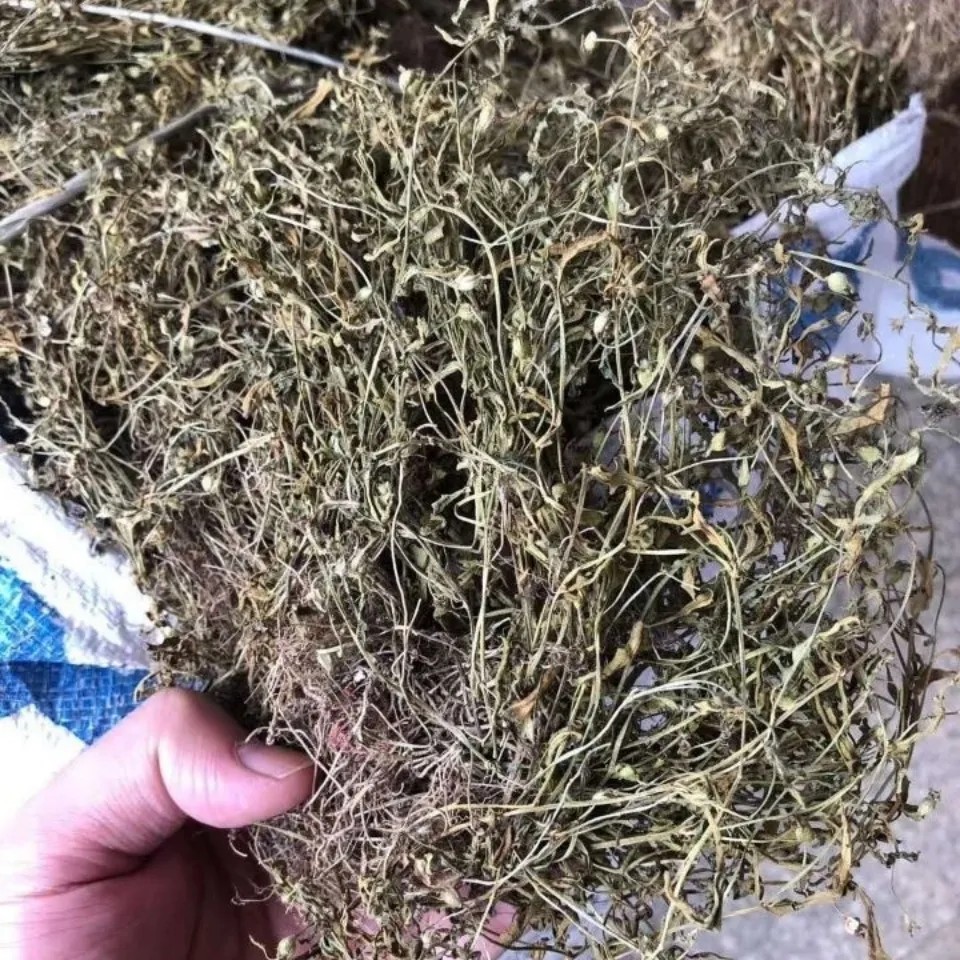 天然离根香 利根香 山层荷 干货500g包邮