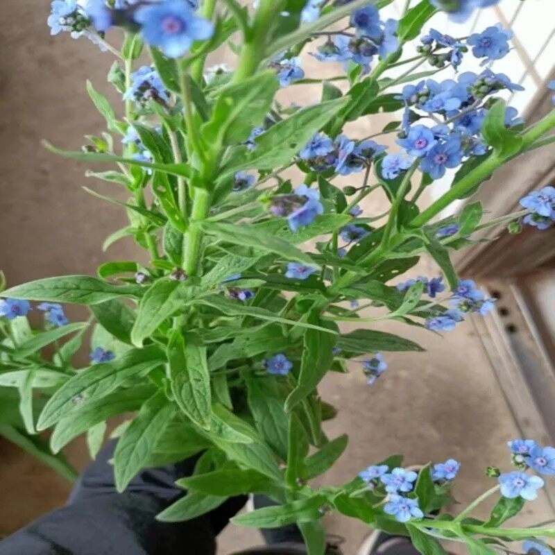 新鲜粘娘娘 小生地 猪尾巴 生扯拢 绿茶菜 琉璃草 全草500g