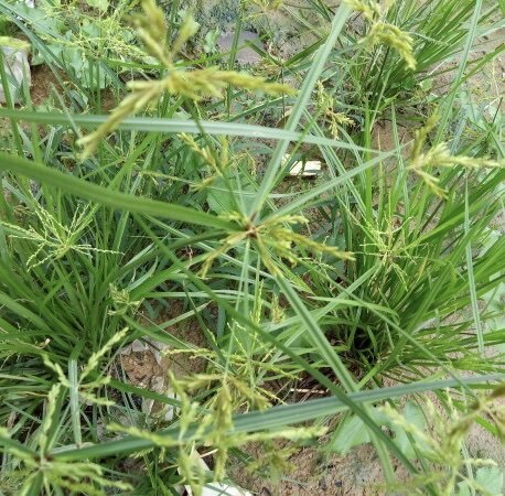 新鲜三棱草 大三方草 三棱马尾 仙鹤草 枝叶500g包邮