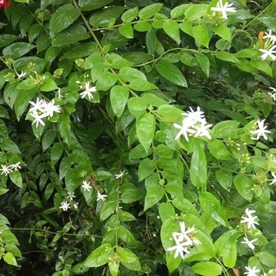 新鲜扭肚藤 白金银花 鲫鱼胆 白花茶 谢三娘 假素馨枝叶500g包邮