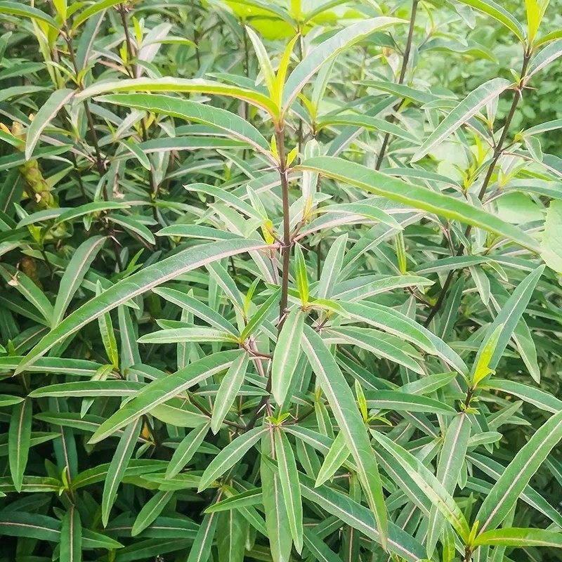 新鲜青草台蛇剑刣蛇剑 花叶假杜鹃 刺血红七星剑 血路草 枝叶500g