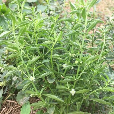 新鲜冰糖草 野土甘草 珠子草 四时茶 节节珠整株带根500g包邮